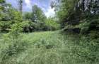 Teren plat-intravilan -3800 mp, cu padurice si iesire la rau! - 10
