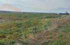 Teren intravilan 10.000 mp | DN | in Zona Volvo - Hala Neagră - 4