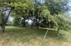GRADINA BUNICII DE ODINIOARA,DE VANZARE -PAPAUTI,COVASNA. - 7
