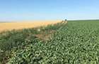Vand 103 Ha Teren Agricol compact in Judetul Timis - 10