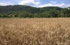 Vanzare terenuri construc?ii (agricol) - 3