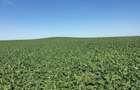Vand 103 Ha Teren Agricol compact in Judetul Timis - 7