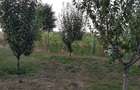 Teren / Livada 1800 mp, com. Jilavele, jud. Ialomita