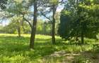 Teren extravilan de 10000 mp, în Vicovu de Sus - 2