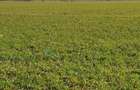 Teren 7000 m2 in apropiere de Nibiru ( Tuzla - Constinesti ) - 6
