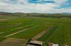 Teren Construcții extravilan de 5000 mp, în Bod - 6