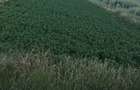 Vand teren intravilan - 2