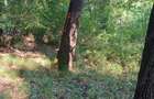 3200 mp padure Ilovat Mehedinti - 3