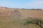 Vand teren odoreu martinest satu mare - 2