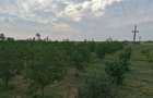 Vand plantatie de nuci si ferma - 4