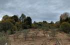 Teren pozitionat in apropiere de padure