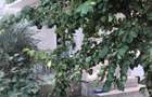Casă cu 4 camere cu Teren 304 Mp în Valu lui Traian - 12