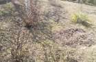 500 mp teren Piatra Neamt - 1