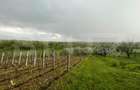 Teren intravilan, 4447 mp, 28 ml deschidere, Pielesti - 3