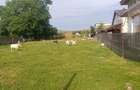 Teren intravilan, Carligi,com. Stefan cel Mare - 2