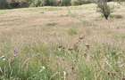 Teren Construcții intravilan de 15000 mp, în Băișoara - 3