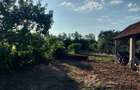 Casă individuală cu 3 camere cu Teren 2230 Mp în Săbolciu - 7