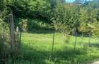 Teren intravilan Sat Voia Com. Balsa 7000mp - 5