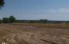 Teren 3400 comuna Daia la 200 m de DN5 Giurgiu-Bucuresti - 3