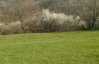 Teren intravilan 8000 mp, acces asfaltat - 7