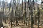 Teren extravilan de vanzare, 3.5 ha padure + pasune in Comun - 1