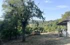 Teren intravilan Dobrovat - 10