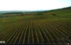 Vie Vanzare Podgoria Dealu-Mare, Boldesti-Scaeni, Prahova - 15,39 ha - 4