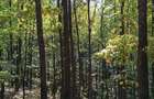 Padure 200 ha jud. Arges - 5