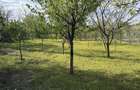 Ulmeni, Buzau, Casa cu pivni?a ?i curte mare in mediul rural - 2