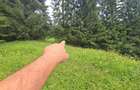 1 Ha teren Hangu Lacul Bicaz - 4
