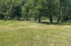 Teren intravilan in Brezoi, Valcea, Valea lui Stan - 8