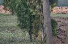 Teren de 700 mp, în Lunca Cetățuii - 5