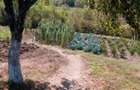 Casă cu Teren 5000 Mp în Mărășești - 3