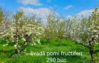 Casă individuală cu 5 camere cu Teren 12062 Mp în Girișu de Criș - 3