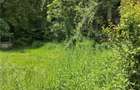 Domeniu verde autentic, +5.000mp, front la DJ, Valcele, Brasov -- Cov - 7