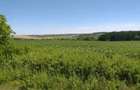 1 hectar de teren agricol in comuna Perieti din judetul Olt - 1