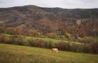 Casa + 7,65 hectare teren + sura CUCUTA, ALBA 89.000 NEGOCIABIL - 4