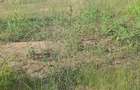 Vand teren intravilan - 7
