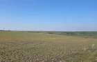 Teren intravilan, 7500 mp, Mischii - 2