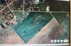 5 ha teren arabil Peciu Nou -Timis - 1
