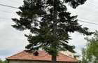 Vand casa la 20 min de București si 15 min de Ploiesti - 8