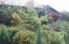 Teren intravilan de 572 mp, în Băicoi - 7