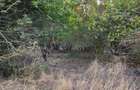 Teren agricol extravilan de 14000 mp, în Cernavodă - 2