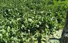 Vand teren intravilan in Traian sat, jud. Braila - 6