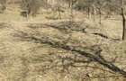 Vand teren cu vie in Dumbravi?a (Baia Mare) - 14