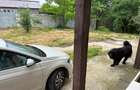 Casă cu 3 camere cu Teren 1000 Mp în București - 3