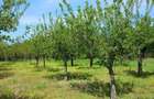Constructie + livada jud.Arges - 5