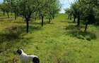 Constructie + livada jud.Arges - 1