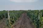 vie de vanzare Cote?ti Vrancea - 2