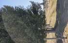 Teren in Belis, S.1700mp, central, langa padure - 6